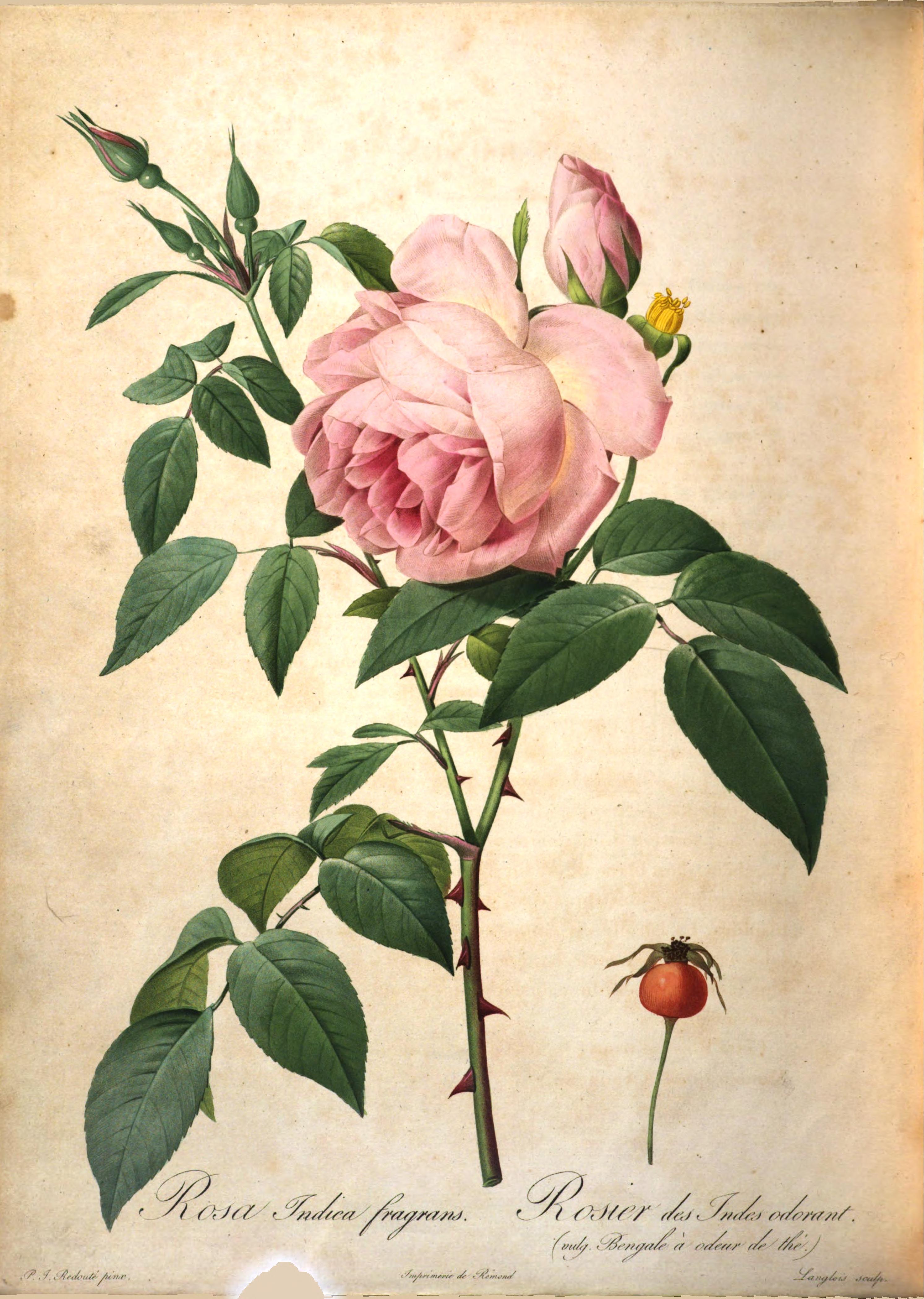 image d'illustration de Les roses - un livre de Pierre Joseph Redouté