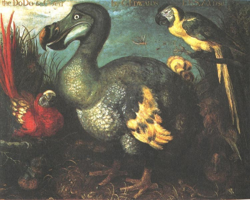 Dodo de l'Ile Maurice
