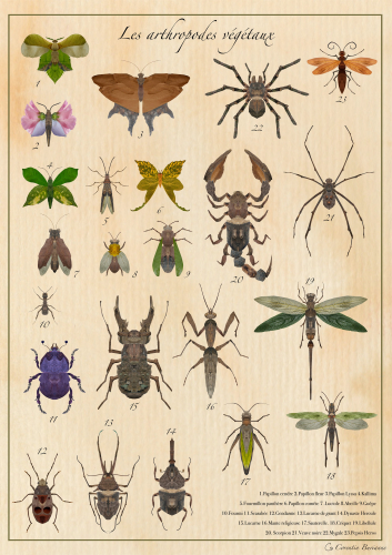 image d'illustration de : Pepsis Heros