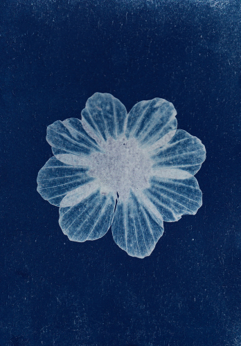 image d'illustration de atelier cyanotype